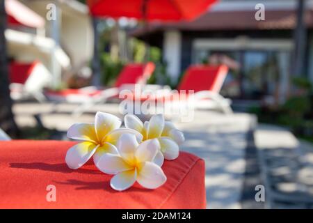 fleurs de frangipani blanc sur la plage au bord de la piscine. Reposez-vous en Asie. Banque D'Images