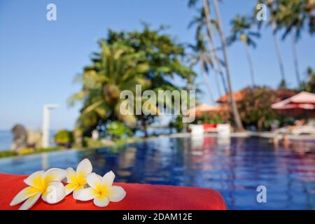 fleurs de frangipani blanc sur la plage au bord de la piscine. Banque D'Images