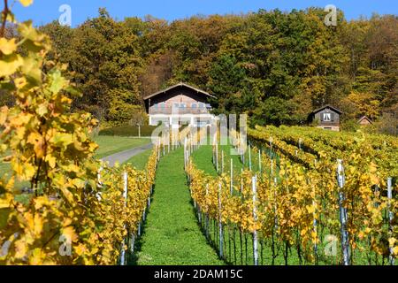 Rechnitz: Vignoble Weingebirge, maison, Südburgenland, Burgenland, Autriche Banque D'Images