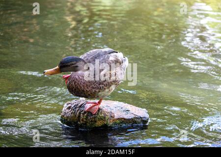 un canard à bec jaune est debout sur une pierre dans un étang Banque D'Images