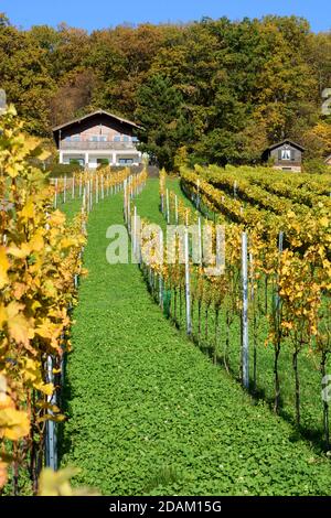 Rechnitz: Vignoble Weingebirge, maison, Südburgenland, Burgenland, Autriche Banque D'Images