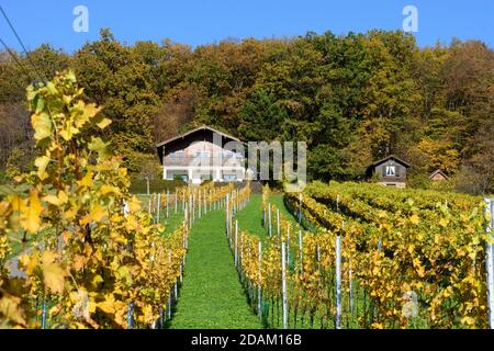 Rechnitz: Vignoble Weingebirge, maison, Südburgenland, Burgenland, Autriche Banque D'Images