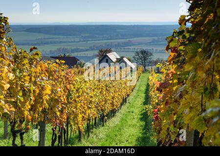 Rechnitz: Vignoble Weingebirge, maison, Südburgenland, Burgenland, Autriche Banque D'Images