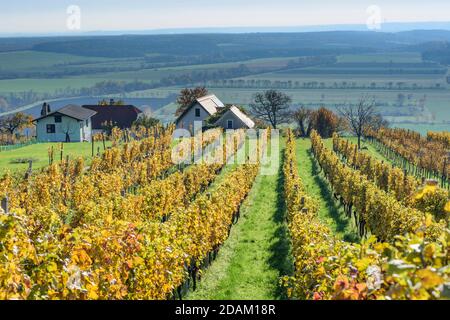 Rechnitz: Vignoble Weingebirge, maison, Südburgenland, Burgenland, Autriche Banque D'Images