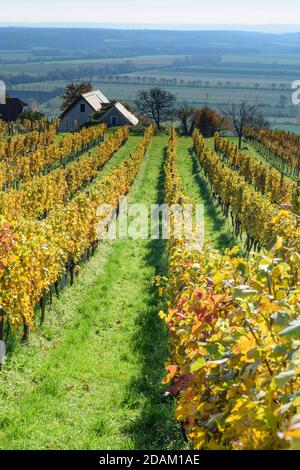 Rechnitz: Vignoble Weingebirge, maison, Südburgenland, Burgenland, Autriche Banque D'Images