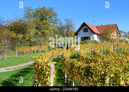 Rechnitz: Vignoble Weingebirge, maison, Südburgenland, Burgenland, Autriche Banque D'Images