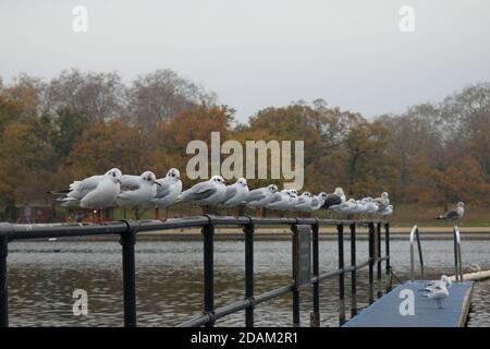 Goélands à tête noire en hiver, en train de s'aligner sur Metal Rail à Hyde Park, Londres Banque D'Images