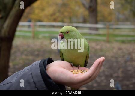 Graines de manage de Parakeet à anneaux de rose provenant de la main d'un homme Banque D'Images