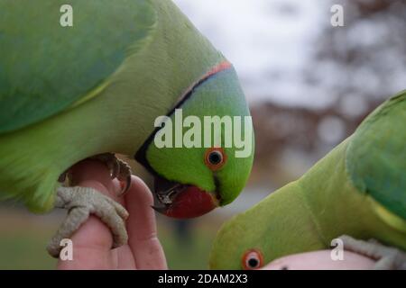 Parakeets à anneaux de rose Eating Seeds d'une main d'homme Banque D'Images