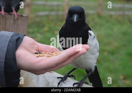 Graines de manage de Magpie eurasienne juvénile de la main d'un homme Banque D'Images