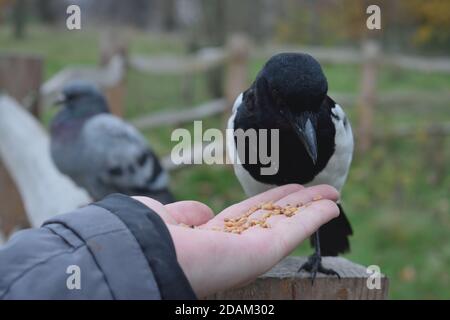 Graines de manage de Magpie eurasienne juvénile de la main d'un homme Banque D'Images
