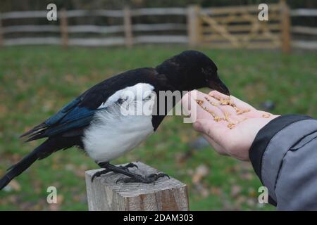 Graines de manage de Magpie eurasienne juvénile de la main d'un homme Banque D'Images