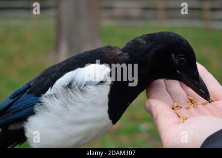 Graines de manage de Magpie eurasienne juvénile de la main d'un homme Banque D'Images