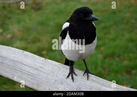 Jeune Magpie eurasienne perchée sur une clôture en bois dans un Parc à Londres Banque D'Images