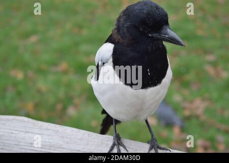Jeune Magpie eurasienne perchée sur une clôture en bois dans un Parc à Londres Banque D'Images