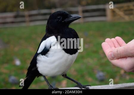 Graines de manage de Magpie eurasienne juvénile de la main d'un homme Banque D'Images