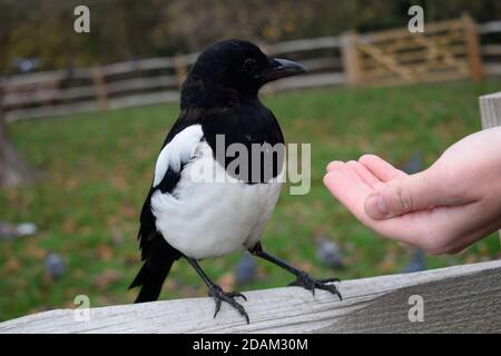 Graines de manage de Magpie eurasienne juvénile de la main d'un homme Banque D'Images