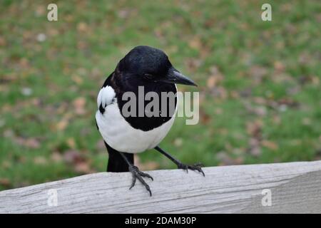 Jeune Magpie eurasienne perchée sur une clôture en bois dans un Parc à Londres Banque D'Images