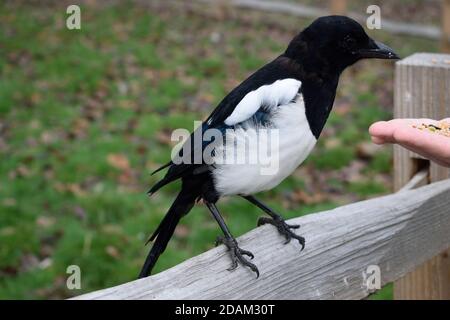 Graines de manage de Magpie eurasienne juvénile de la main d'un homme Banque D'Images