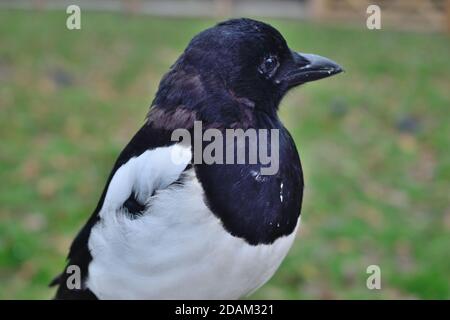 Portrait de Juvenile Eurasie Magpie à Londres Banque D'Images