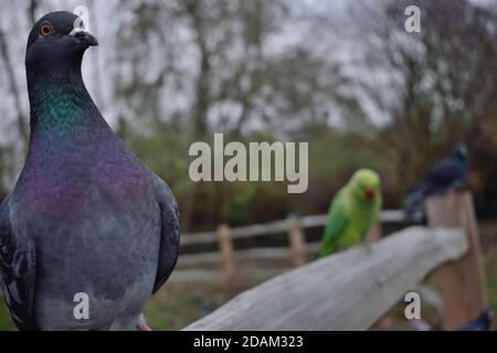 Pigeons et parakeets perchés sur une clôture en bois Banque D'Images