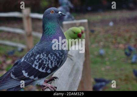 Pigeons et parakeets perchés sur une clôture en bois Banque D'Images