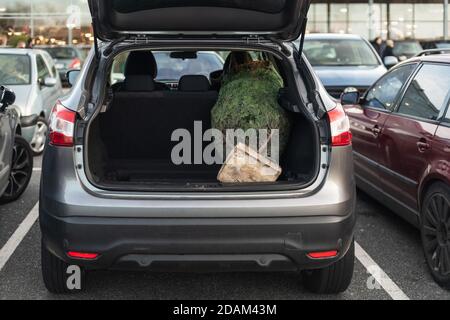 Sapin de Noël emballé dans un coffre de la voiture
