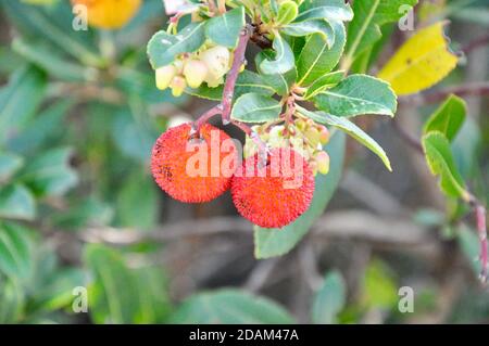 Arbutus unedo ou arbre de fraise pour le fond avec des fruits, les fruits sont jaunes et rouges avec une surface rugueuse. Banque D'Images