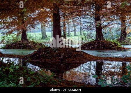 Image paysage de troncs d'arbre dans un tourbière sur un automne brumeux en milieu d'après-midi Banque D'Images