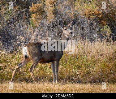 Le cerf mulet est à la réserve naturelle nationale de Malheur, dans le sud-est de l'Oregon. Banque D'Images