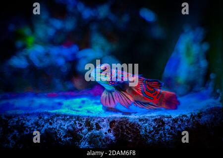 Mandarinfish ou mandarine dragonet (Synchiropus splédidus) isolé sur un bassin de récif avec un fond flou Banque D'Images