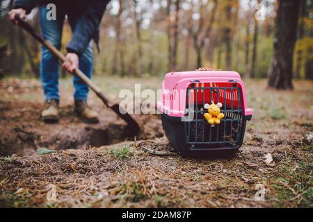 Le sujet de l'enterrement des animaux de compagnie n'est pas légal. L'homme creuse un trou avec une pelle pour enterrer un animal dans la forêt. Le propriétaire fait la tombe avec une pelle, digs Banque D'Images