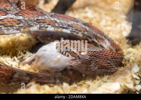 Serpent de maïs domestique - Pantherophis guttatus - mange un repas d'une souris morte dans un réservoir dans un magasin d'animaux de compagnie. Banque D'Images