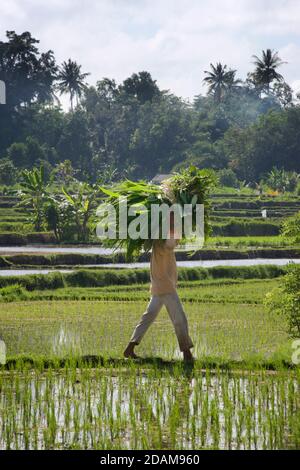 Travail dans les champs. Homme balinais dans un rizières. Près d'Ubud, Bali, Indonésie Banque D'Images