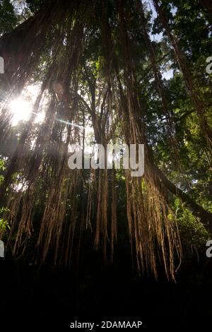 Feuillage semblable à la jungle dans le sanctuaire de la forêt des singes sacrés. Forêt de singes d'Ubud, Bali, Indonésie Banque D'Images