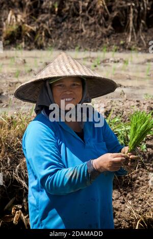 Femme indonésienne travaillant dans les champs de riz, recueillant de jeunes riz. Centre de Bali, Indonésie Banque D'Images