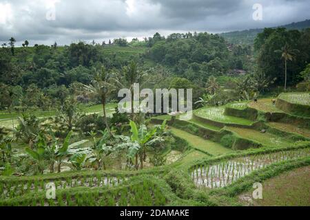 Champs de riz en terrasse balinais à Tabanan, Bali, indonésie Banque D'Images