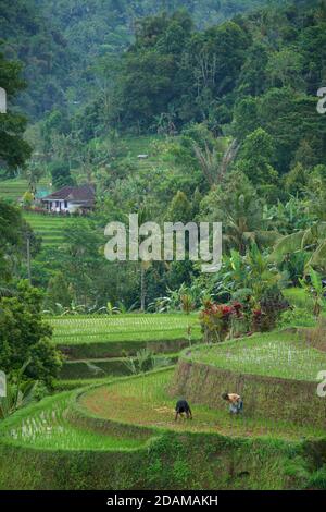 Champs de riz en terrasse balinais à Tabanan, Bali, indonésie. Travail dans les champs. L'agriculture rizicole. Banque D'Images