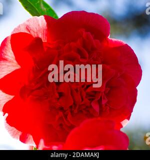 Deux doubles fleurs de camélia rouges en avril. Banque D'Images