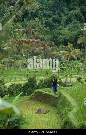 Champs de riz en terrasse balinais à Tabanan, Bali, indonésie. Travail dans les champs. L'agriculture rizicole. Banque D'Images