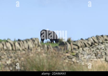 Un mur de pierre sèche hors foyer dans le district de Yorkshire Peak entoure une seule grande vache à taureau mâle tandis qu'il grace le champ vert sauvage luxuriant en été. Banque D'Images