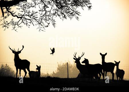 Red Deer et Crow à Knebworth Banque D'Images