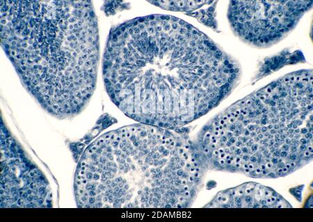 Testicule humain, micrographe léger. On y voit des spermatogonies, des spermatocytes soumis à la méiose, des spermatides et des spermatozoïdes. Banque D'Images