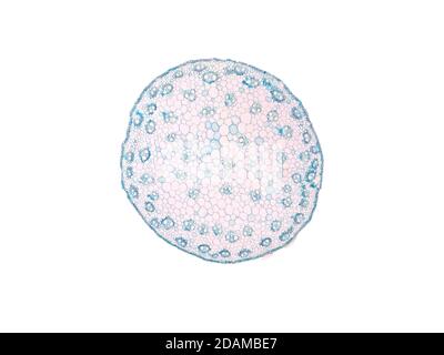 Tige de plante de Monocotyledon, micrographe léger. Banque D'Images