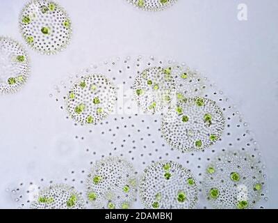 Algues vertes Volvox, micrographe léger. Volvox est un genre polyphylétique d'algues vertes chlorophytes, ou phytoplancton. Ils vivent dans une variété de frais Banque D'Images