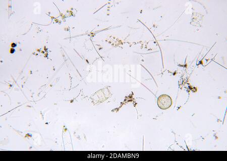 Plancton marin, micrographe léger. Banque D'Images