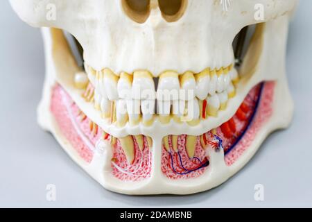 Modèle anatomique de la mâchoire humaine. Banque D'Images