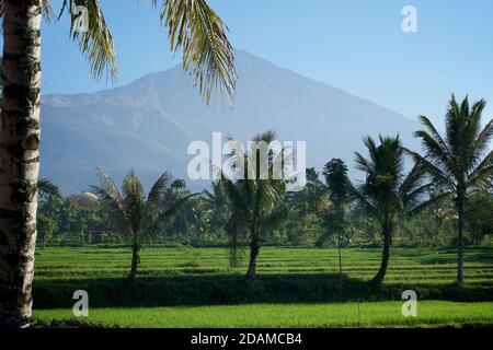 Mont Rinjani vu au-delà des rizières et des palmiers, Tetebatu, Lombok, Indonésie. L'agriculture rizicole. Banque D'Images