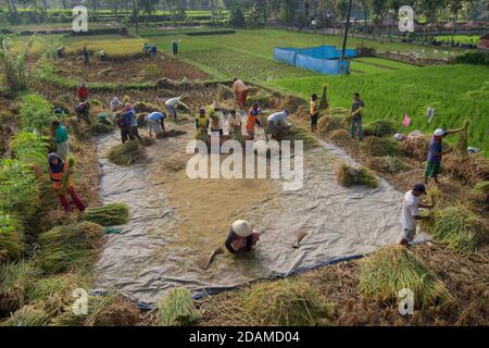 Récolte de riz à Tetebatu, Lombok, Indonésie Banque D'Images