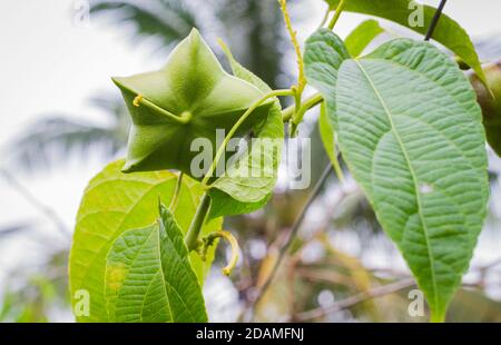 Graines fraîches de capsule fruit de sacha-Inchi arachide. Banque D'Images